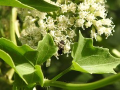 Ochrimnus cinctipennis