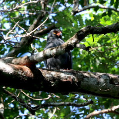 Buteogallus schistaceus