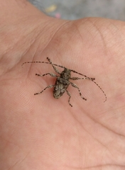 Oreodera brailovskyi