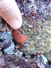 Clathria
