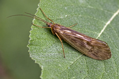 Halesus radiatus