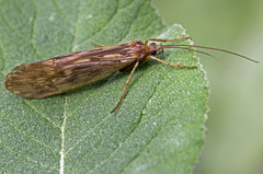 Halesus radiatus