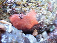 Clathria