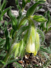 Onosma fastigiata