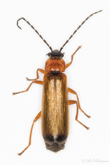 Rhagonycha lutea