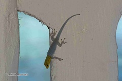 Lygodactylus picturatus