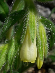 Onosma fastigiata