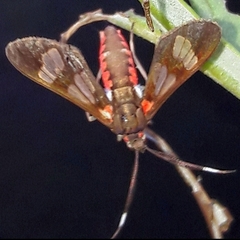 Phoenicoprocta teda