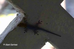 Lygodactylus picturatus