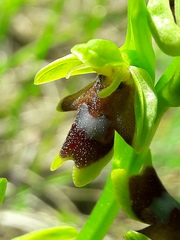 Ophrys insectifera aymoninii