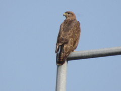 Buteo buteo