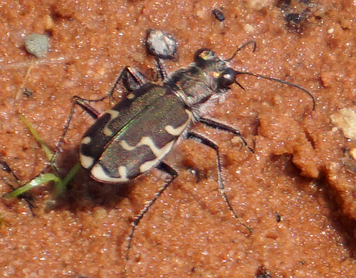 Bronzed Tiger Beetle