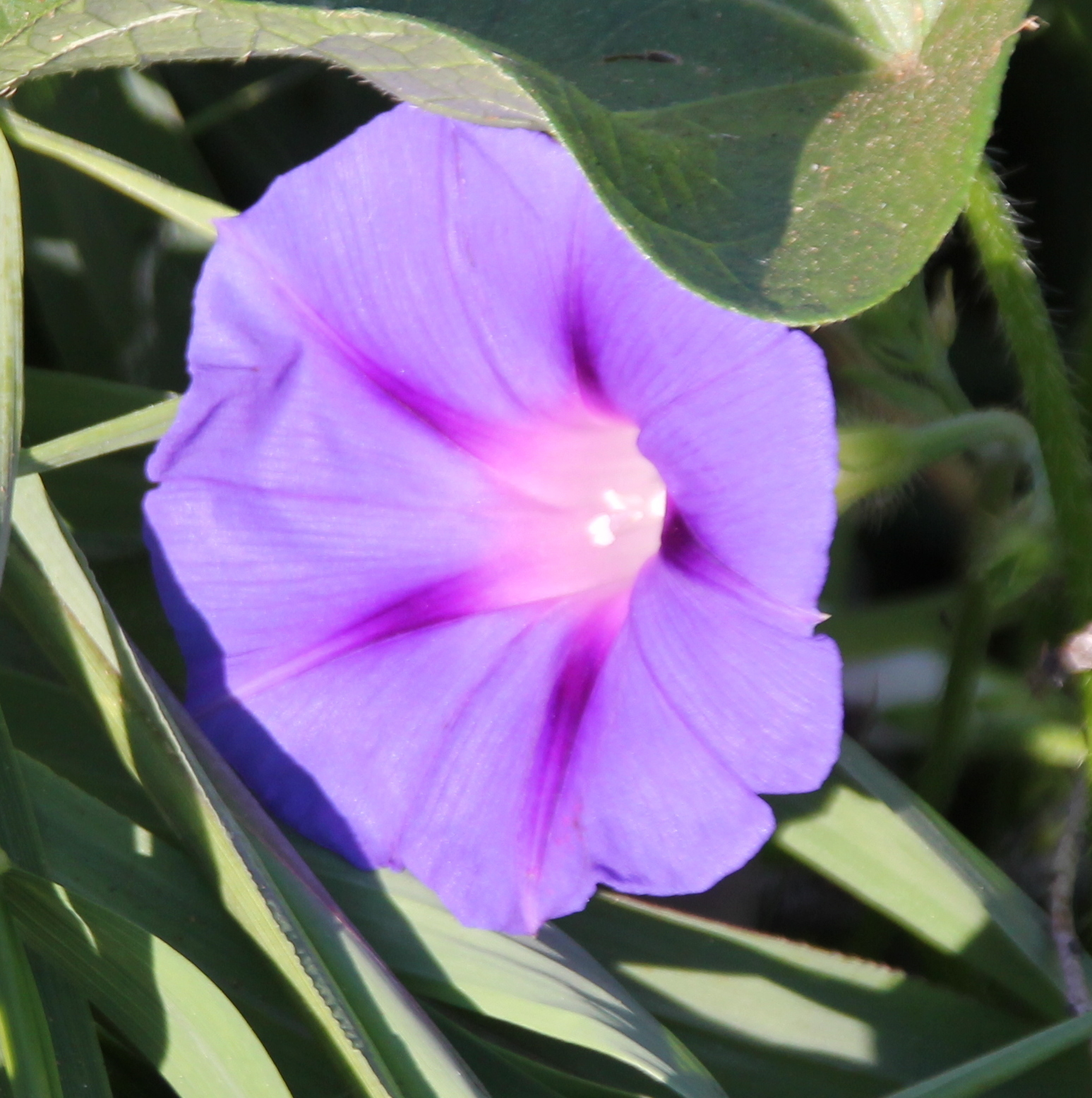 Campanilla Morada (Ipomoea purpurea) · NaturaLista Mexico