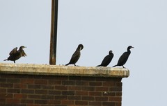Phalacrocorax capensis