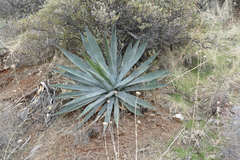 Agave chrysantha