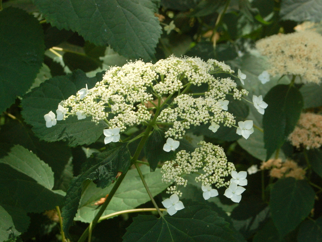 snowy hydrangea