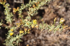 Ericameria palmeri