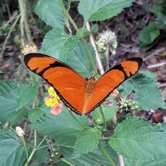 Dryas iulia alcionea