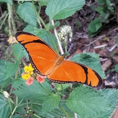 Dryas iulia alcionea