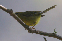 Myiothlypis chrysogaster