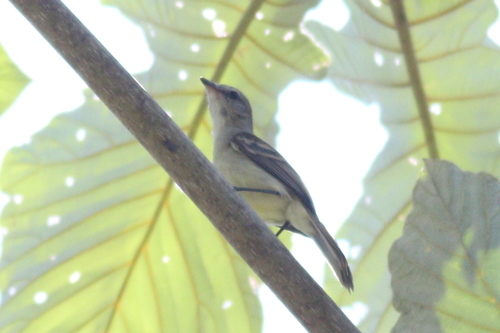 Mouse-colored Tyrannulet (Nesotriccus murinus), photo 10