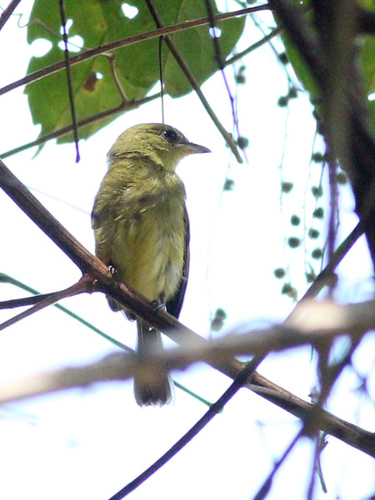 Olive-faced Flatbill (Tolmomyias viridiceps), photo 3