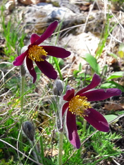 Pulsatilla rubra