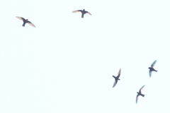 Streptoprocne rutila