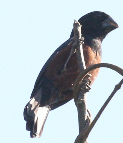 Chestnut-bellied Seed Finch (Sporophila angolensis), photo 10
