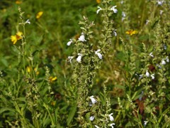 Salvia pallida
