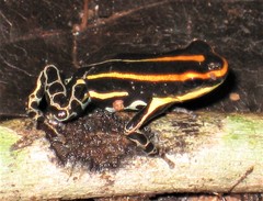 Ranitomeya uakarii