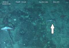 Sebastes melanostomus