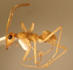 Myrmecocystus
