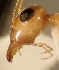 Myrmecocystus