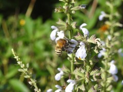 Anthophora paranensis