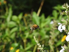 Anthophora paranensis
