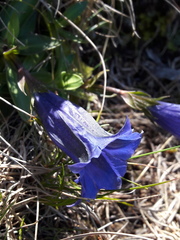 Gentiana clusii costei