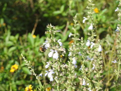 Anthophora paranensis