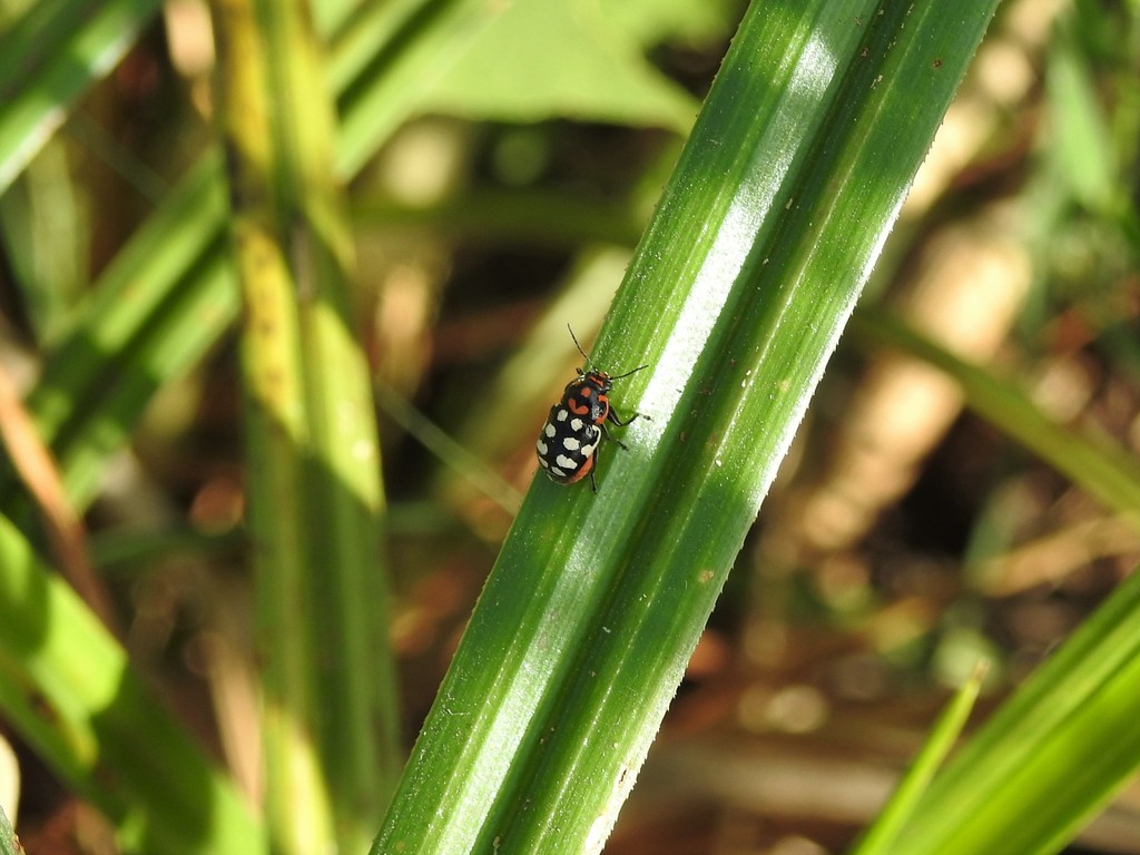 Metallactus octoguttatus