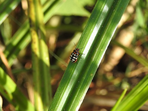 Metallactus octoguttatus
