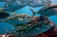 Caranx melampygus