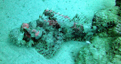 Scorpaenopsis oxycephalus