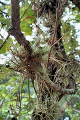 Tillandsia tricholepis