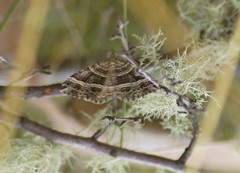 Chrysolarentia subrectaria