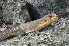 Broadleysaurus major