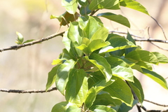 Sparattanthelium botocudorum