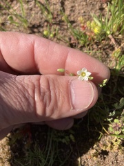 Sabulina californica