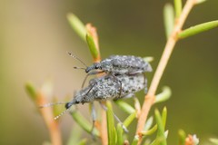 Pachyura australis