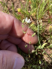 Sabulina californica