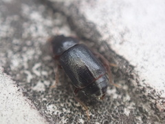 Olophrum obtectum